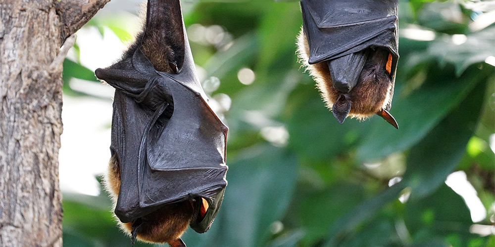 flying-foxes-2237209_1920