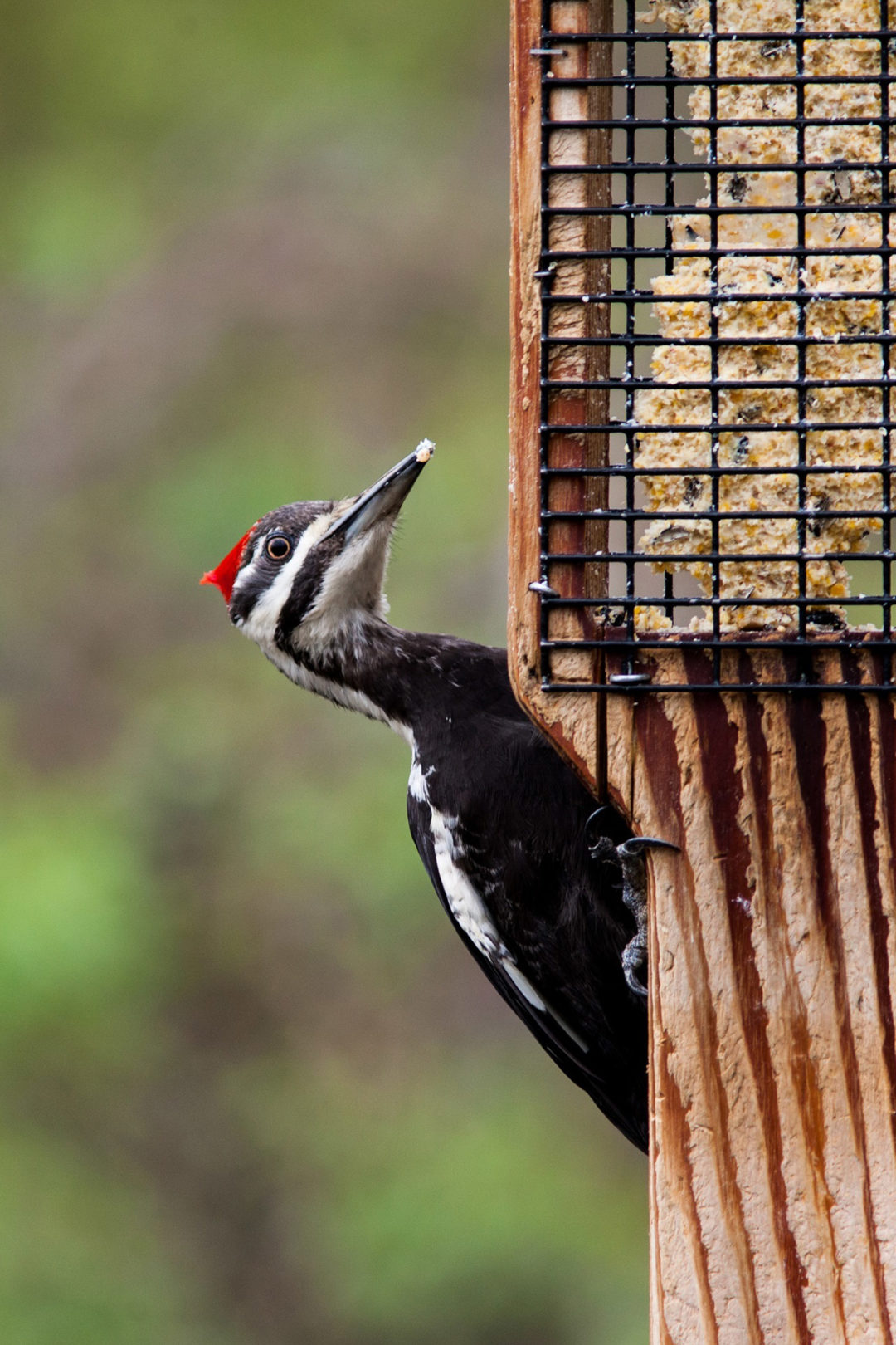 Woodpecker Removal Company Chattanooga TN Woodpecker Control