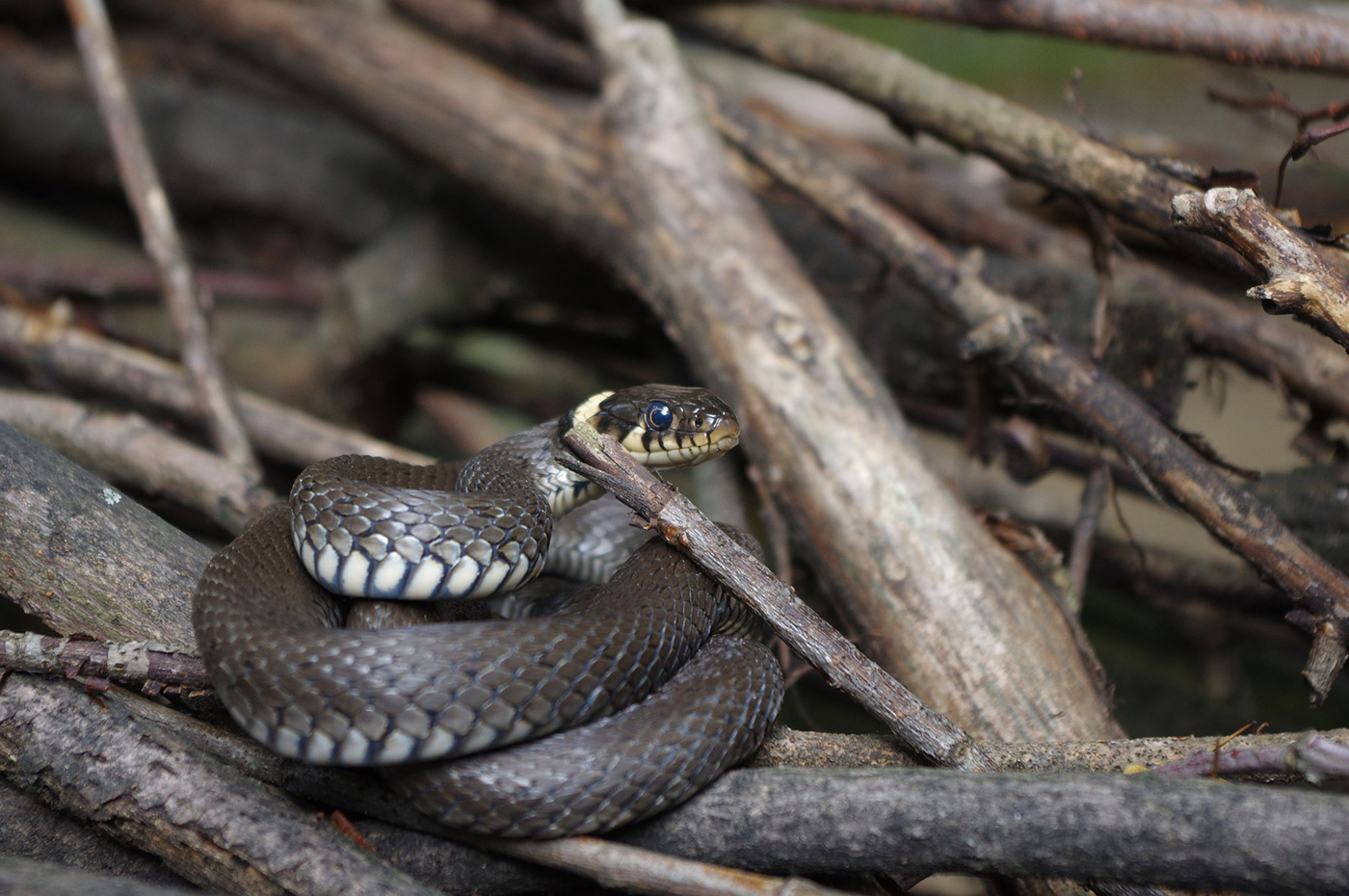 snake-2447556_1920