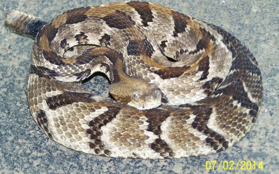 Rattlesnakes and a few Misconceptions
