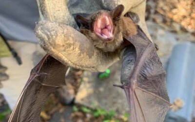 How to Get Rid of Bats in Your Chattanooga Area Home