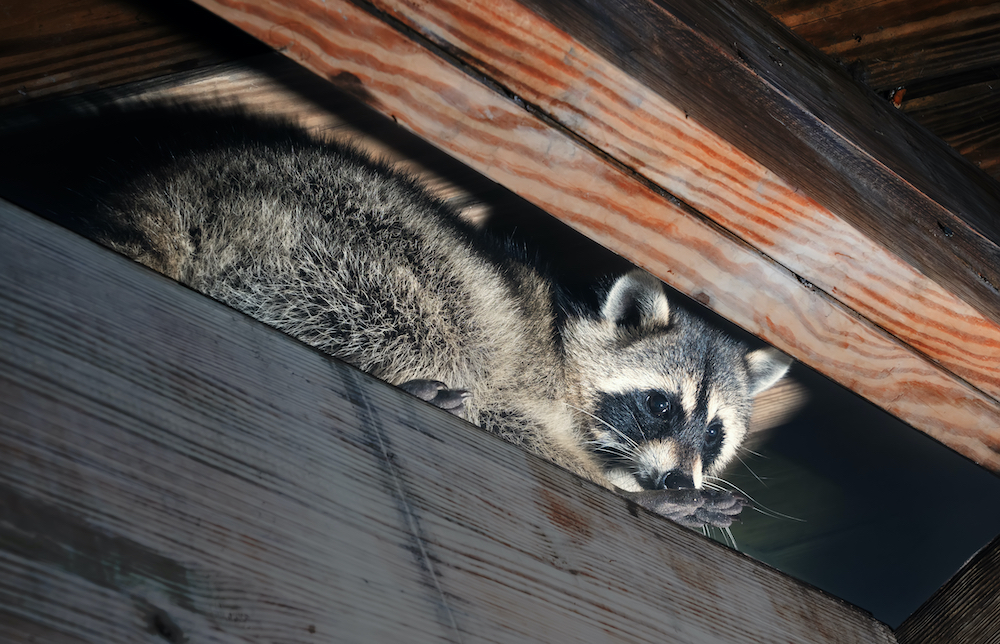 American,Raccoon,Climbed,Into,The,Attic,Of,A,House